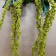 AMARANTHUS 148CM VERT