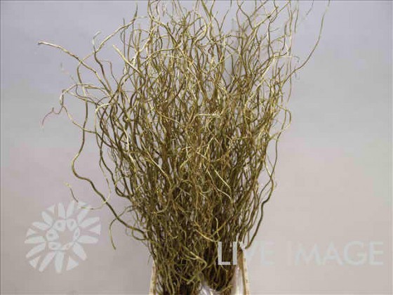 SALIX VRF ORO 120CM X 10TLLS