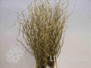 SALIX VRF ORO 120CM X 10TLLS