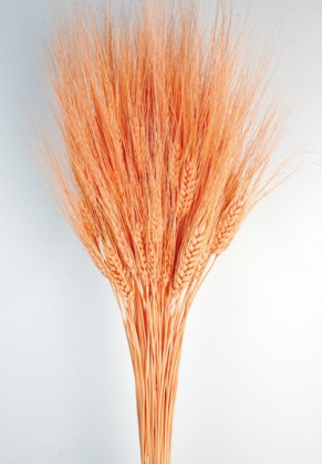 TRITICUM SALMON