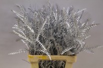 GREVILLEA PLATA PAQ 70CM X5TLLS