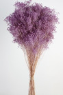 BROOMS LAVANDA