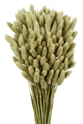 PHALARIS NATURAL