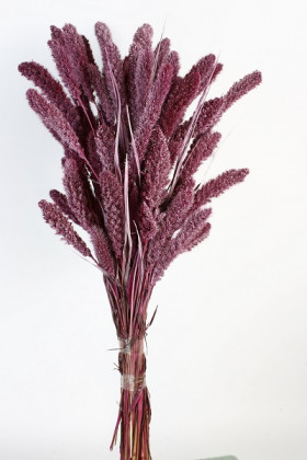 SETARIA 75CM CERISE