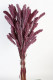 SETARIA 75CM CERISE