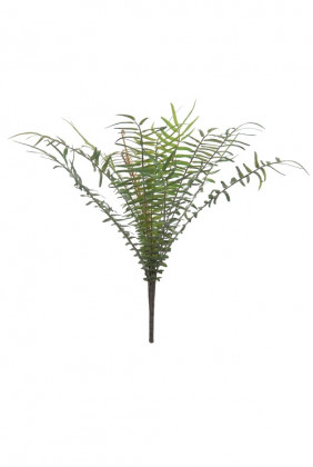 NEPHROLEPIS 25CM VERT