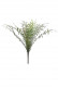 NEPHROLEPIS 25CM VERT