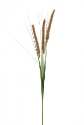 PENNISETUM 80 CM BROWN