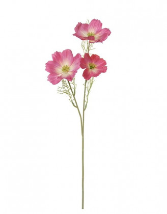 COSMOS 65CM CERISE