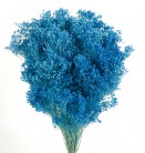 BROOMS AZUL