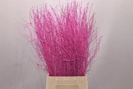 BETULA VRF 60CM X10T FUCSIA.