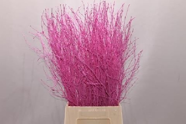 BETULA VRF 60CM X10T FUCSIA.