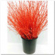 BETULA VRF 60CM X10T ROJO.