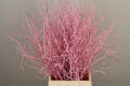 BETULA VRF 60CM X10T ROSA.