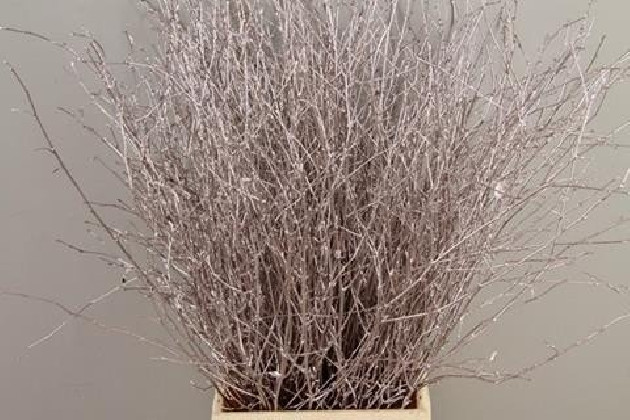 BETULA VRF 60CM X10T CHAMPAGNE.