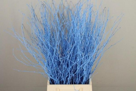 BETULA VRF 60CM X10T AZUL CELESTE.