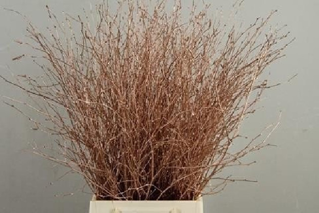 BETULA VRF 60CM X 10TLLS COBRE