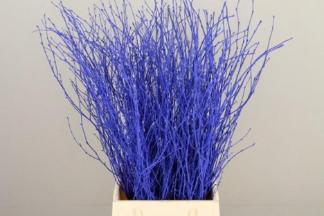 BETULA VRF 60CM X10T AZUL ELECTRICO.