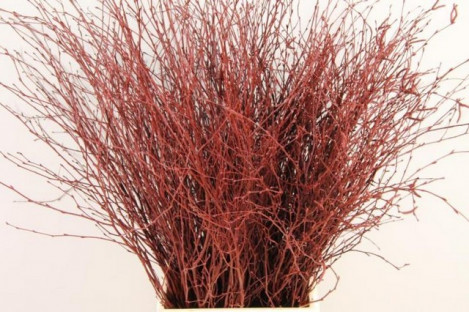 BETULA VRF 60CM X10T BORDEAUX.