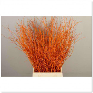 BETULA VRF 60CM X10T NARANJA.