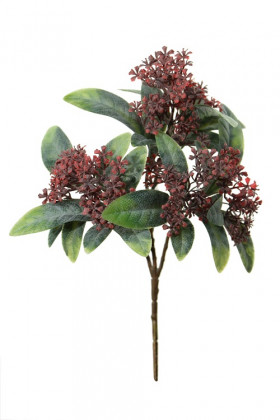 OSMANTHUS FRAGANS 22CM ROUGE