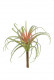 TILLANDSIA H21CM VERT/ROUGE