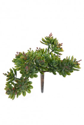 SEDUM 10CM 20Ø VD/ROUGE