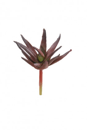 AGAVE 9CM BRUN