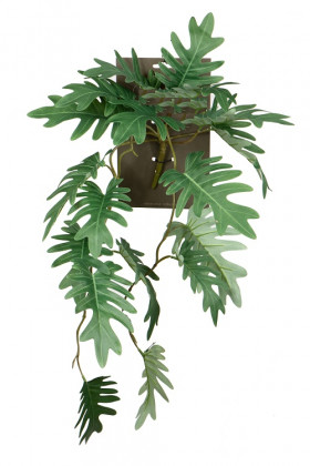 PHILODENDRON XANADU CHUTE 70CM VERT HEADER