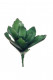 KALANCHOE BLAD 18CM