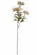 SEDUM X3 55CM BEIGE