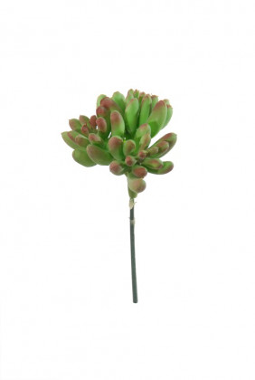 SEDUM 8CM BURDEOS