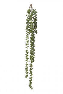 SENECIO CHUTE 70CM VERT