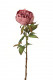 PIVOINE 60CM VIEUX ROSE