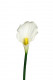 CALLA 55CM BLANCO