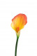 CALLA 55CM ORANGE