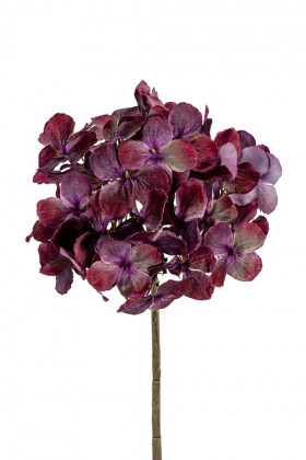 HORTENSIA 50CM BURDEOS