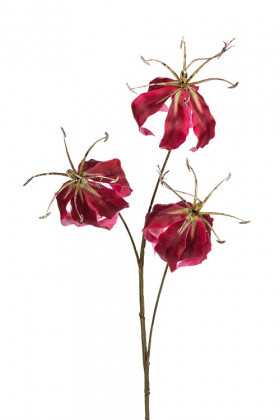 GLORIOSA 80CM ROUGE FONCE