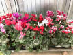 CYCLAMEN PERSICUM Ø:15