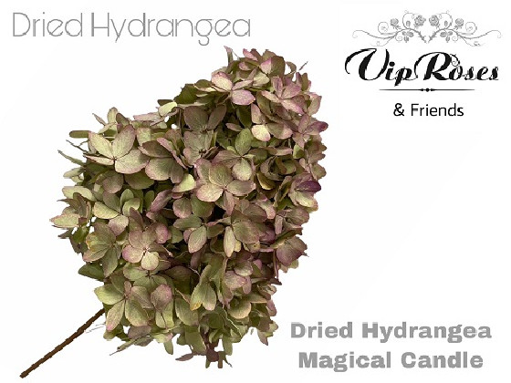 DRIED HYDRANGEA MAGIC CANDLE