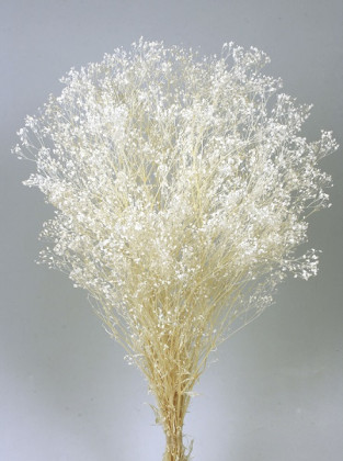 GYPSOPHILLA PRES. BLANCA