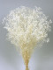 GYPSOPHILLA PRES. BLANCA