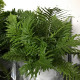 HELECHO BLECHNUM Ø:22