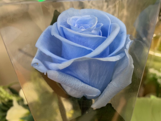 ROSA PRESERVADA BABY BLUE 55CM.