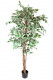 FICUS H180CM BONT