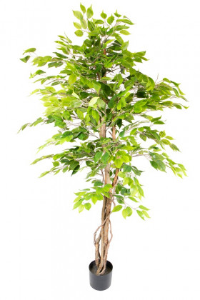 FICUS H180CM GROEN