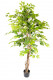 FICUS H180CM GROEN