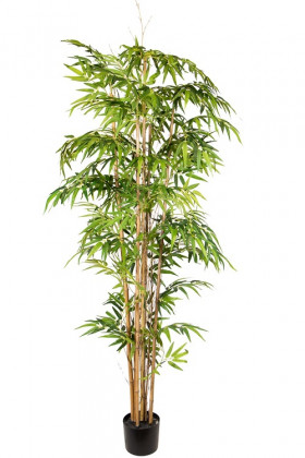 BAMBOE H210CM GROEN