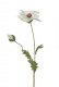 PAPAVER L80CM CRÈME