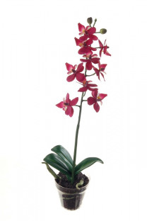 ORCHIDÉE 29CM EN POT